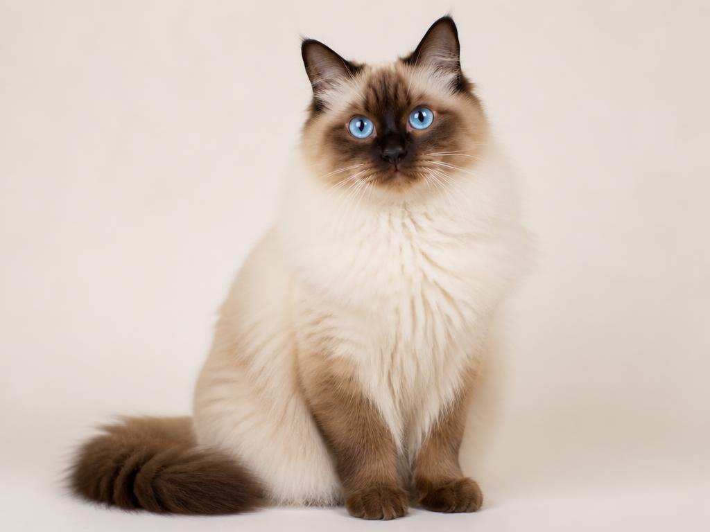 Chocolate Point Ragdoll cat with warm brown points