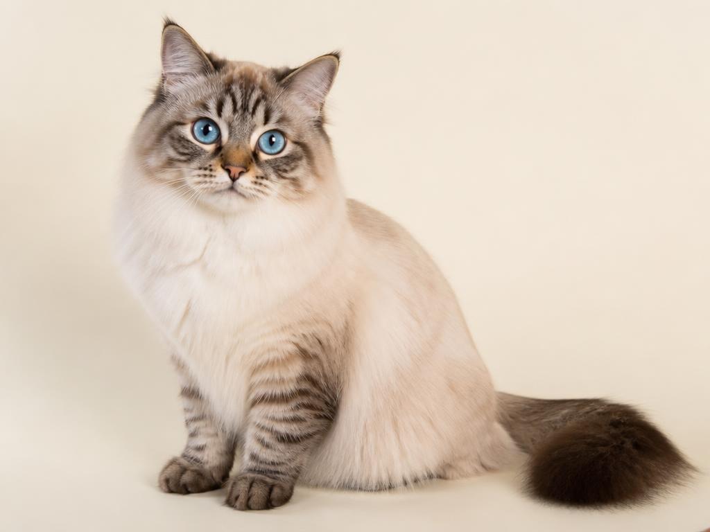 Seal Lynx Point Ragdoll cat with tabby striping on points